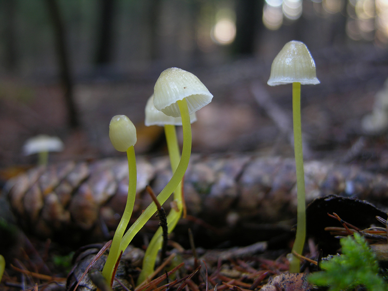 Funghi di gennaio.